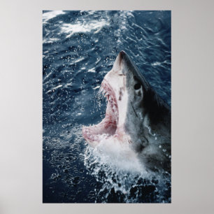 Poster Head of Great White Shark