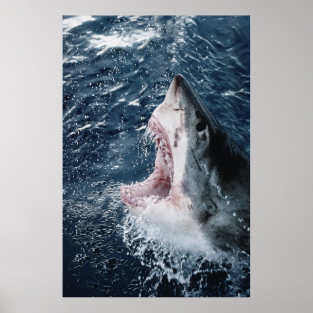 Poster Head of Great White Shark (Frente)
