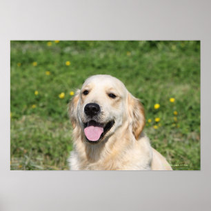 Pôster Headshot 1 do golden retriever