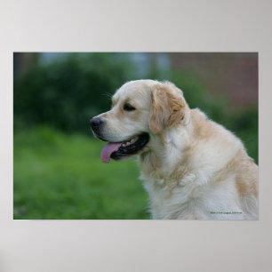 Pôster Headshot 2 2 do golden retriever