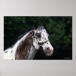 Poster Headshot 2 do cavalo do Appaloosa
