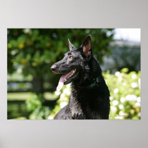 Pôster Headshot 2 do german shepherd