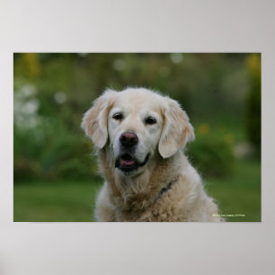Pôster Headshot 2 do golden retriever