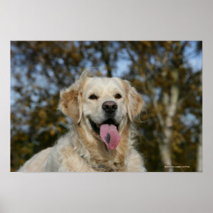 Pôster Headshot 3 do golden retriever