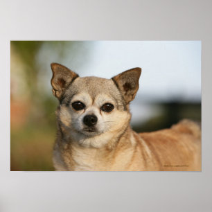 Pôster Headshot da chihuahua