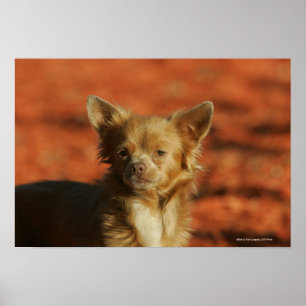 Pôster Headshot do filhote de cachorro da chihuahua