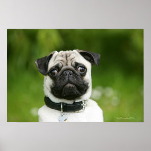 Pôster Headshot do Pug