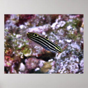 Poster Hector's Goby