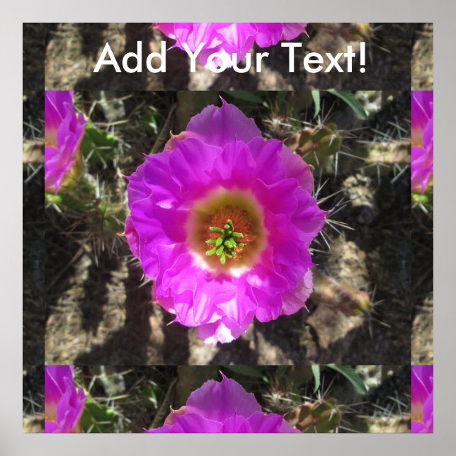 Poster Hedgehog Cactus Flower (Frente)