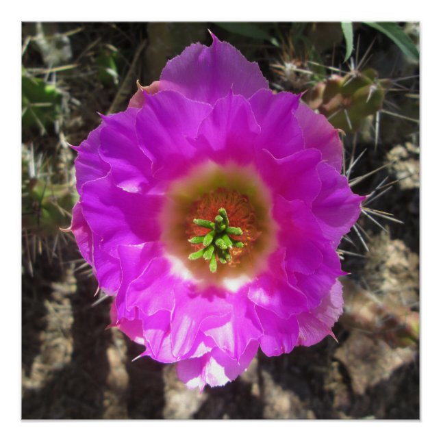 Pôster Hedgehog Cactus Flower (Frente)