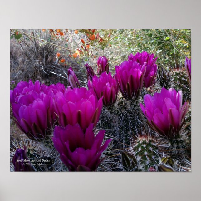 Poster Hedgehog Cactus Magenta Flowers Arizona Southwest (Frente)