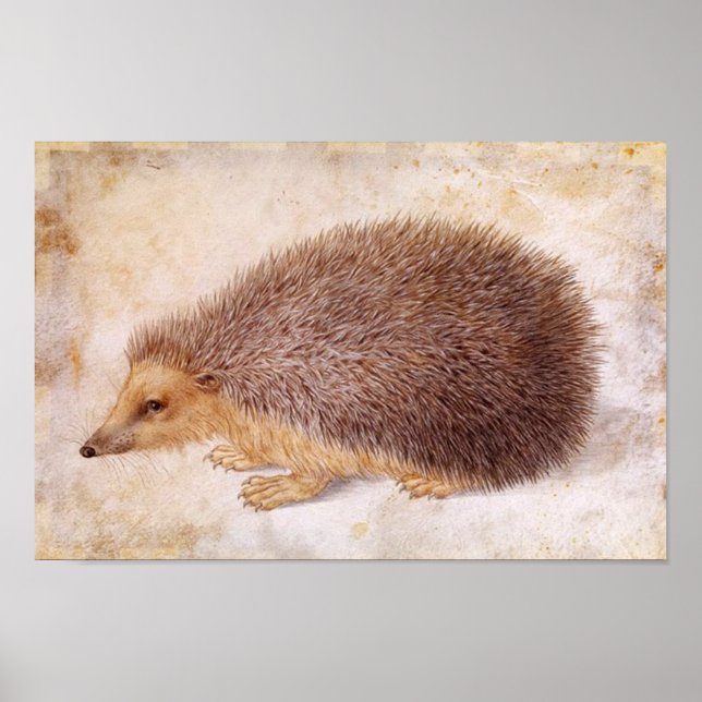 Pôster HEDGEHOG/Desenho Animal (Frente)