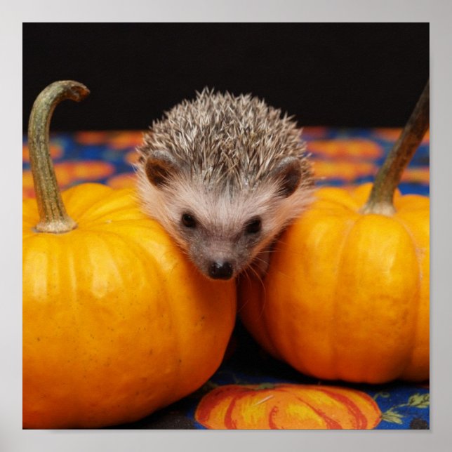 Pôster Hedgehog Halloween Saudações (Frente)