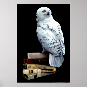 Poster Hedwig nos livros