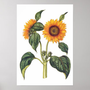 Poster Helianthus annuus