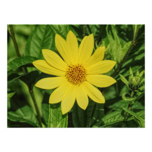 Pôster Helianthus 'Lemon Queen' Girassol