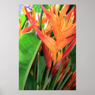 Pôster Heliconia brilhante