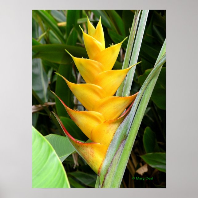Poster Heliconia Dourada (Frente)