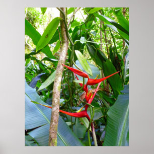 Pôster Heliconia e Vanilla Orchid Vine