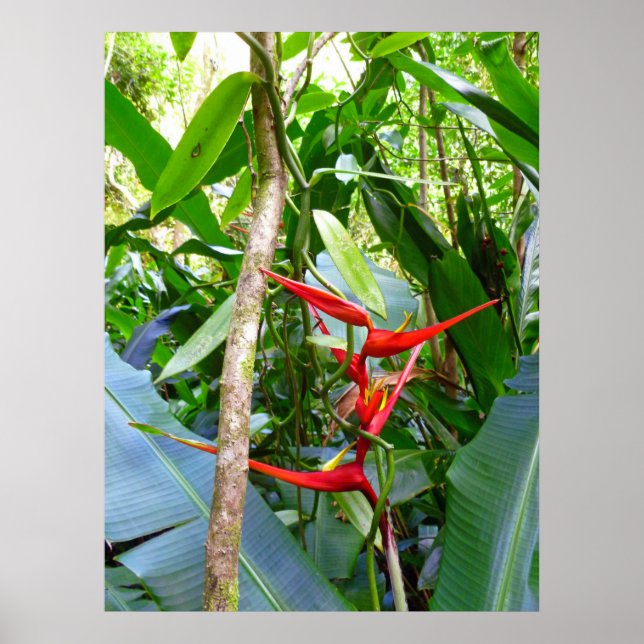Pôster Heliconia e Vanilla Orchid Vine (Frente)