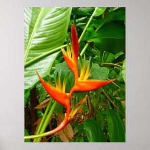 Pôster Heliconia havaiano