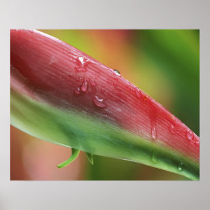 Pôster Heliconia Pink Flamingo (Heliconia chartacea), Hil