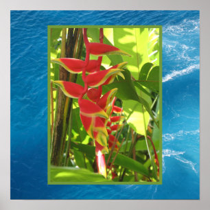 Pôster Heliconia rostrata