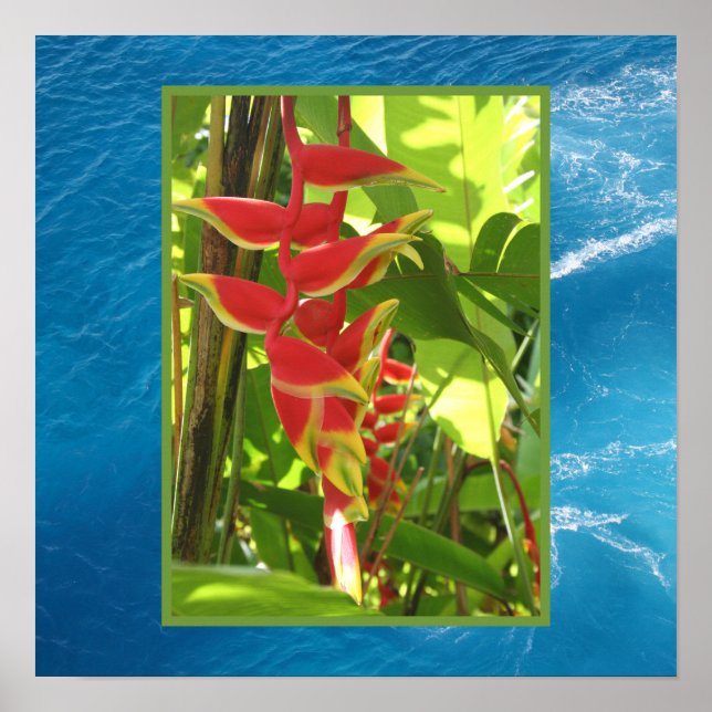 Pôster Heliconia rostrata (Frente)