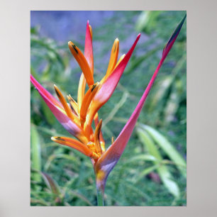 PÔSTER HELICONIA TROPICA