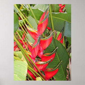 Poster Heliconia tropical