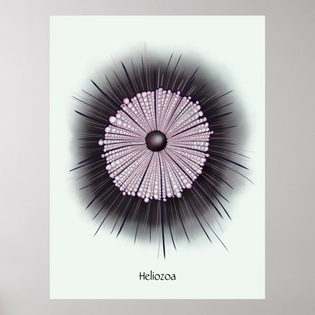 Poster Heliozoa Microbiology Digital Art (Frente)