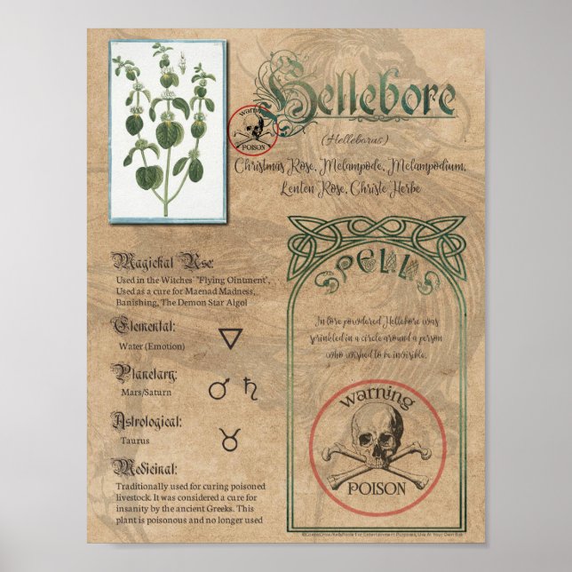 Poster Hellebore Herbal Book of Shadows Pagan Wiccan (Frente)