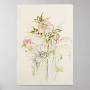 Pôster Hellebores
