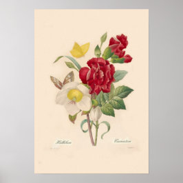Poster Hellebores e Cravos