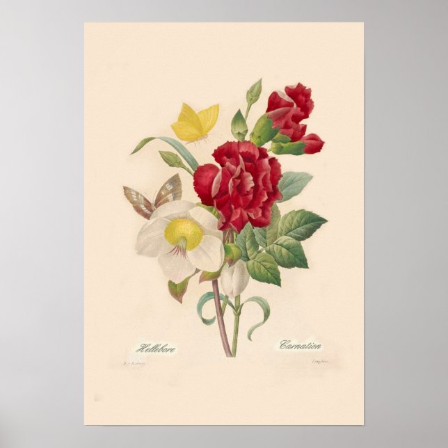 Poster Hellebores e Cravos (Frente)