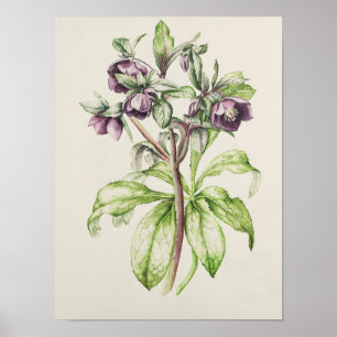 Pôster Helleborus Orientalis de Helen Ballard