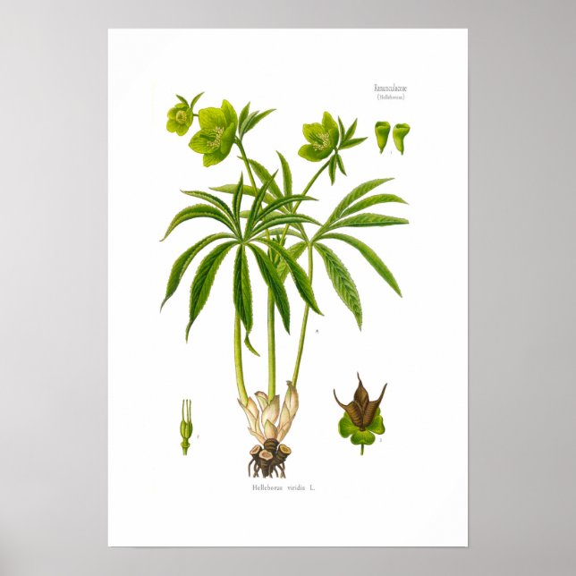 Poster Helleborus viridis (Frente)