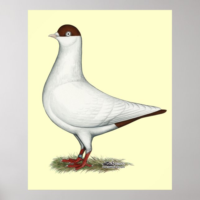 Pôster Helmet Pigeon Holandês (Frente)