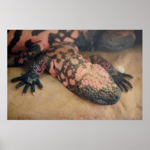 Pôster Heloderma suspectum