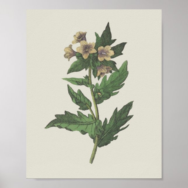 Poster Hembane Wildflower Botanical (Frente)