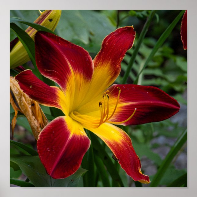 Poster Hemerocallis (Frente)