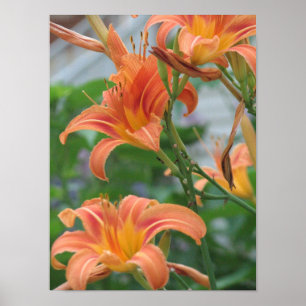 Pôster Hemerocallis alaranjados