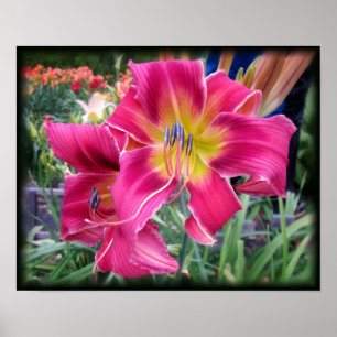 Poster Hemerocallis da tintura do laço