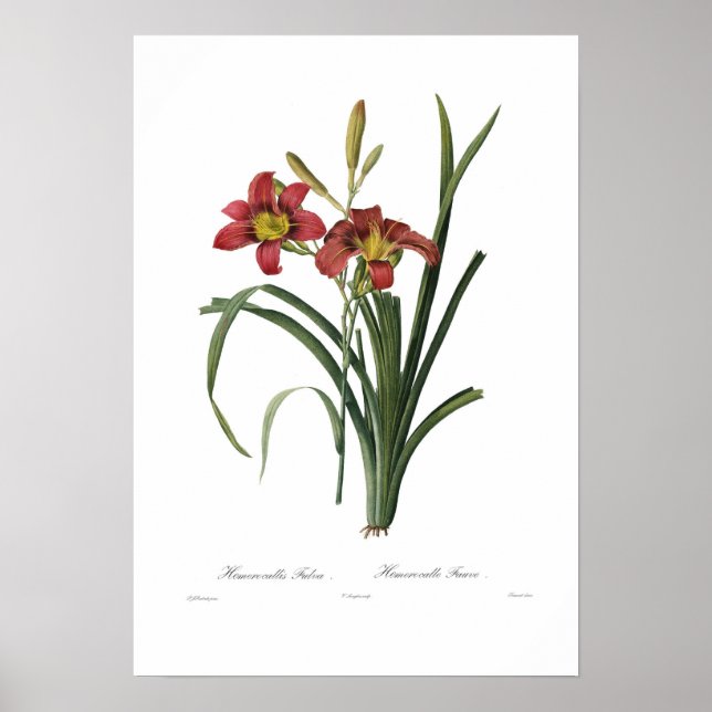 Poster Hemerocallis fulva (Frente)