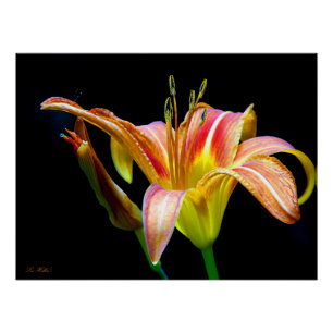 Pôster Hemerocallis Selvagem em uma Caminhada Escura pela