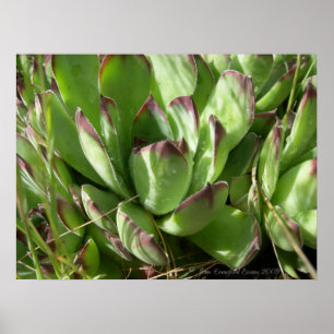Pôster Hen e pintinhos (Sempervivum)