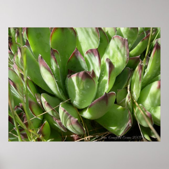 Pôster Hen e pintinhos (Sempervivum) (Frente)