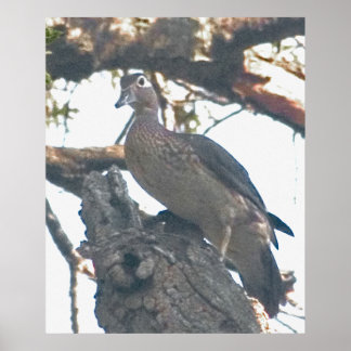 Pôster Hen Woodduck