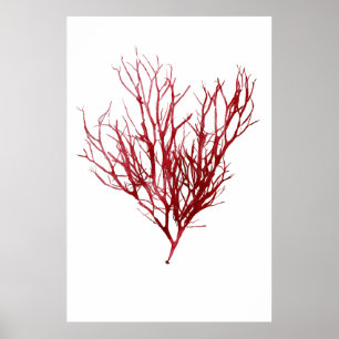 Poster Henry Bradbury " s pressionou a alga nona de dez