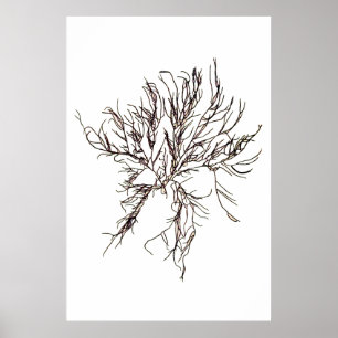 Pôster Henry Bradbury " s pressionou um Sixth da alga de